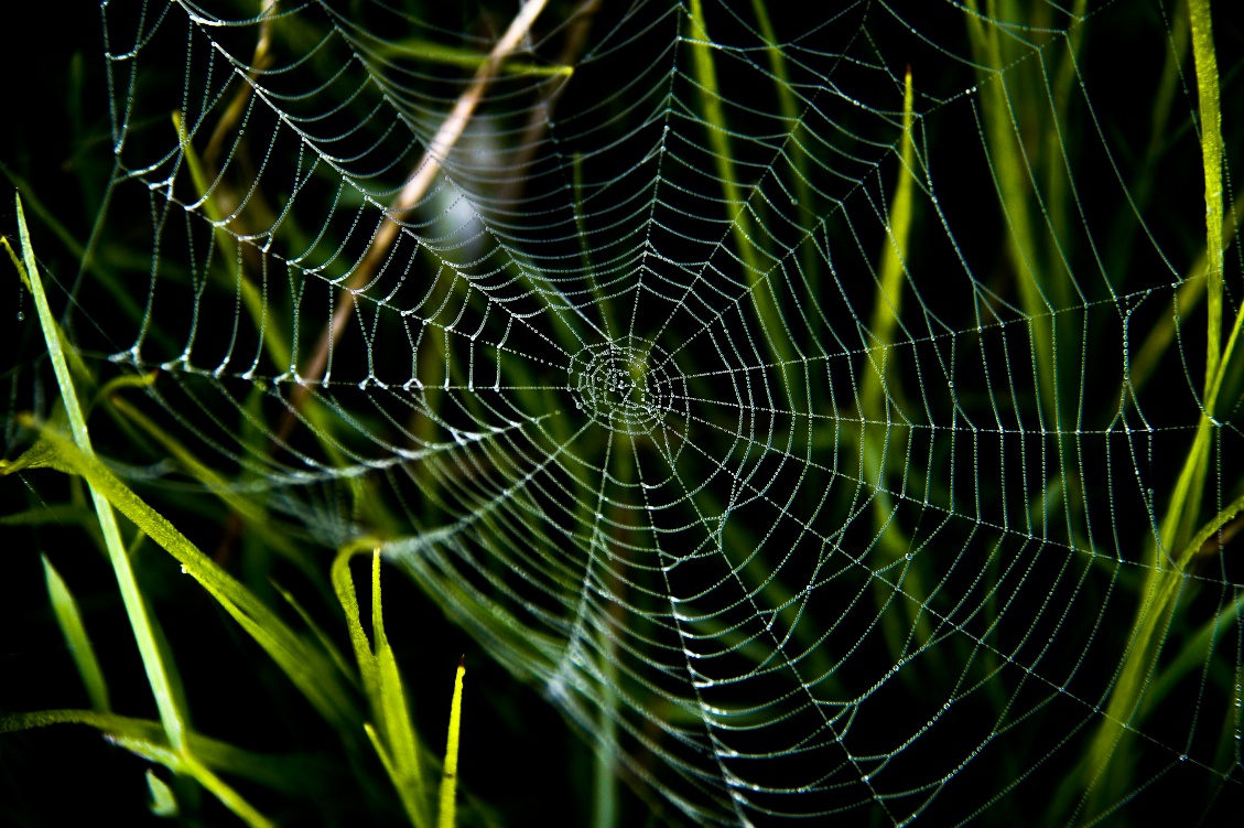 Dew-covered spider web at night, illuminated against dark grass.